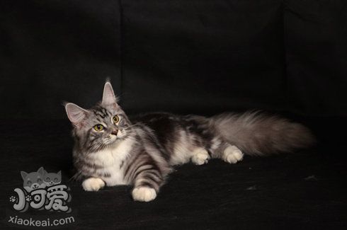 如何訓練緬因貓不亂抓東西