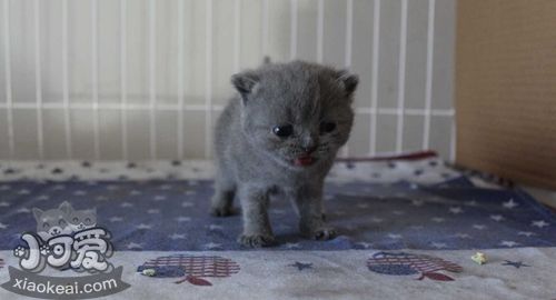 如何訓(xùn)練俄羅斯藍(lán)貓用馬桶 藍(lán)貓用馬桶指南