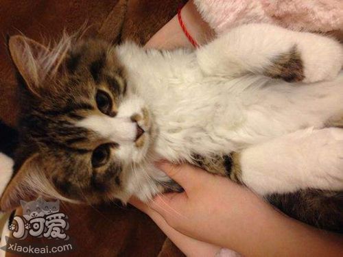 怎么訓(xùn)練襤褸貓上廁所