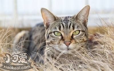 中國貍花貓怎么訓練 貍花貓訓練技巧