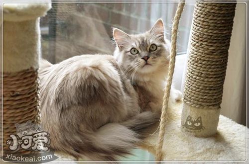 襤褸貓不聽話怎么辦 貓咪不聽話訓練技巧