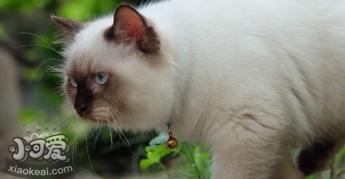 怎么訓(xùn)練喜馬拉雅貓不吃死老鼠 定時(shí)給貓喂飽