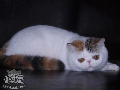 怎樣糾正喜馬拉雅貓夜游 貓咪夜游改掉方法