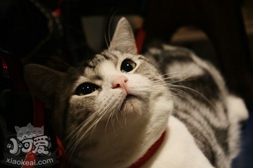 怎么訓練美國短毛貓定點排便 美短上廁所訓練