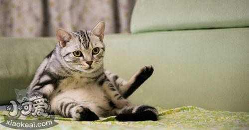 美國短毛貓喜歡抓沙發(fā)怎么辦 訓練美短不亂抓沙發(fā)