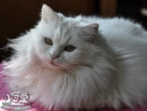 怎么訓(xùn)練山東獅子貓聽話 乖巧聽話獅子貓訓(xùn)練法