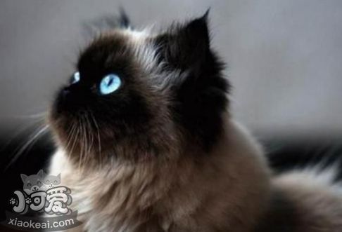 怎么訓(xùn)練喜馬拉雅貓睡在貓窩 反復(fù)訓(xùn)練養(yǎng)成習(xí)慣