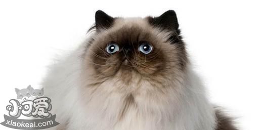 喜馬拉雅貓?jiān)趺从?xùn)練 貓咪訓(xùn)練注意事項(xiàng)