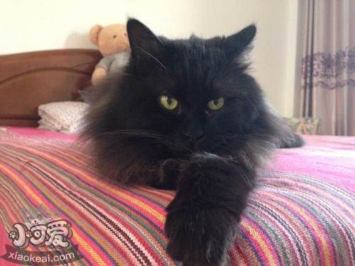 西伯利亞貓握手怎么訓練 貓咪握手訓練方法