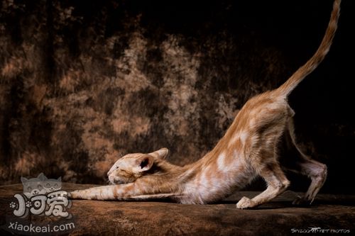 東方短毛貓怎么變乖巧 東方短毛貓訓(xùn)練技巧