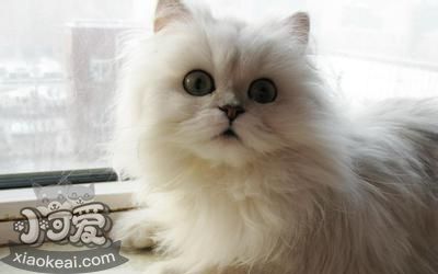 怎么訓練金吉拉貓不叫 金吉拉貓不亂叫訓練方法