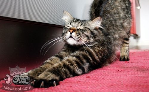 如何訓(xùn)練挪威森林貓不怕水 貓咪怕水訓(xùn)練