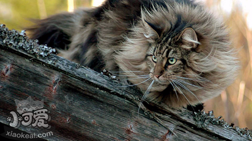 怎么訓(xùn)練挪威森林貓用貓砂 貓咪上廁所訓(xùn)練