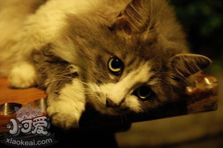 挪威森林貓咬人怎么辦 貓咪咬人訓(xùn)斥方法