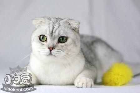 伯曼貓?jiān)趺从?xùn)練 伯曼貓訓(xùn)練方法