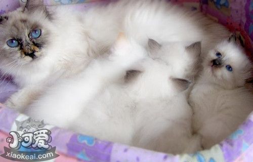 如何訓(xùn)練伯曼貓聽話 溫柔貓咪訓(xùn)練養(yǎng)成法