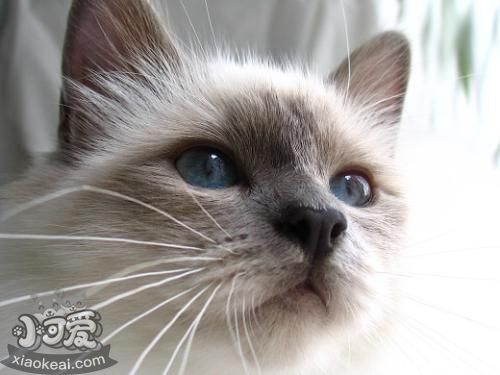 怎么訓練伯曼貓睡貓窩 幼貓訓練時注意事項