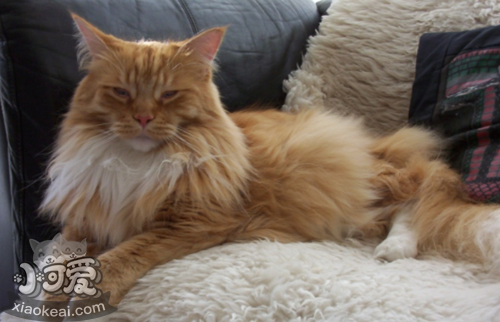 怎么訓(xùn)練西伯利亞貓不叫 做只安靜的西伯利亞貓