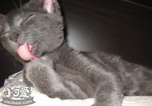 科拉特貓怎么訓練 科拉特貓訓練方法介紹