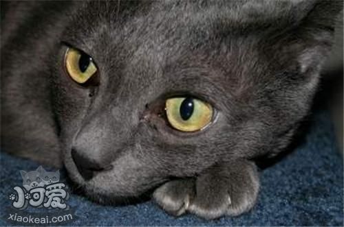 科拉特貓會(huì)游泳嗎 科拉特貓游泳訓(xùn)練