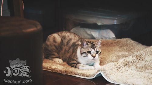 如何訓(xùn)練美國短尾貓不怕水 短尾貓怕水訓(xùn)練方法