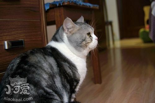 美國(guó)短尾貓如何訓(xùn)練 美國(guó)短尾貓訓(xùn)練技巧