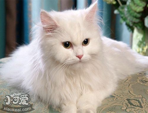 如何訓(xùn)練安哥拉貓不抓家具