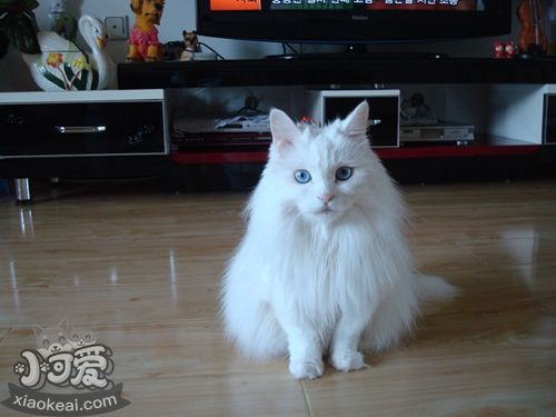 怎么訓(xùn)練安哥拉貓 五招訓(xùn)練乖乖貓咪