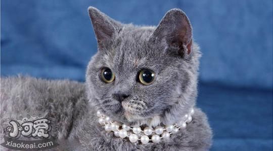 怎么訓(xùn)練塞爾凱克卷毛貓用馬桶