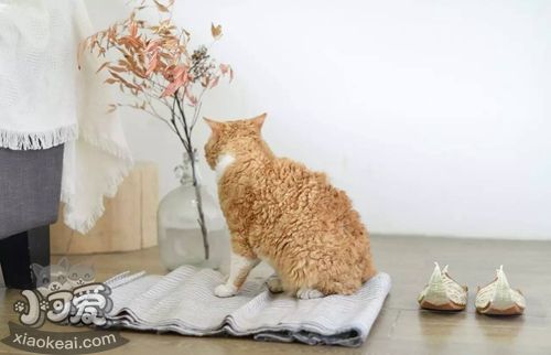 塞爾凱克卷毛貓怎么訓(xùn)練 塞爾凱克卷毛貓訓(xùn)練方法