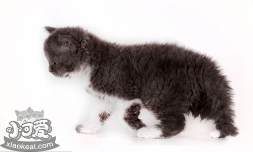 如何訓(xùn)練塞爾凱克卷毛貓不咬人 經(jīng)常修剪指甲