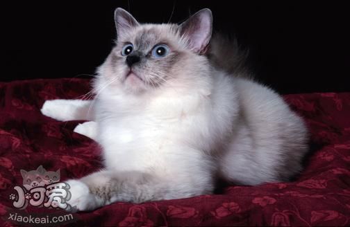 如何教威爾斯貓?zhí)h(huán) 威爾斯貓?zhí)h(huán)訓(xùn)練