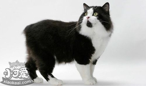 如何訓(xùn)練威爾斯貓打滾 美食誘惑訓(xùn)練法