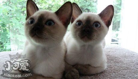 東奇尼貓不聽話怎么辦 聽話東奇尼貓訓(xùn)練