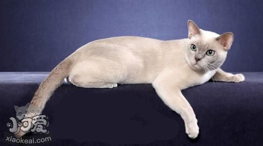 東奇尼貓抓家具怎么辦 東奇尼貓不抓家具訓(xùn)練