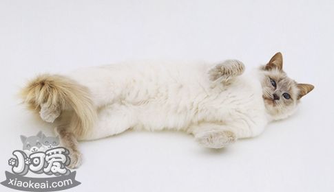 怎么教巴厘貓游泳 巴厘貓游泳訓(xùn)練