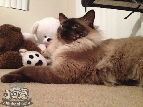 怎么訓(xùn)練巴厘貓睡貓窩 巴厘貓不睡貓窩解決辦法