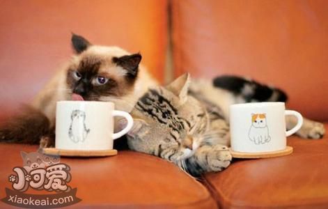 如何訓練巴厘貓大小便 巴厘貓大小便訓練