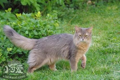 索馬里貓?jiān)趺从?xùn)練 索馬里貓訓(xùn)練方法