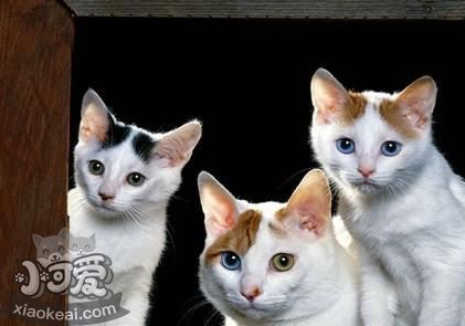 怎么訓(xùn)練土耳其梵貓不跳上床 土耳其梵貓不跳上床訓(xùn)練