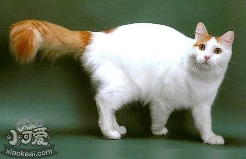 土耳其梵貓不會游泳怎么辦 土耳其梵貓游泳訓(xùn)練