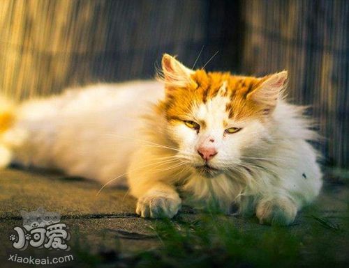 土耳其梵貓怎么訓(xùn)練聽話 土耳其梵貓不聽話解決辦法