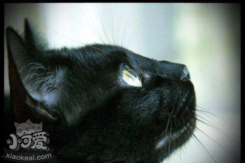 如何訓(xùn)練孟買貓不亂抓東西 孟買貓亂抓東西解決辦法