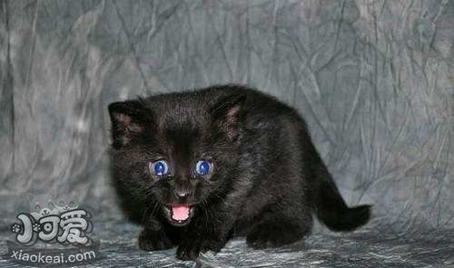 怎么訓(xùn)練孟買(mǎi)貓裝死 孟買(mǎi)貓裝死訓(xùn)練