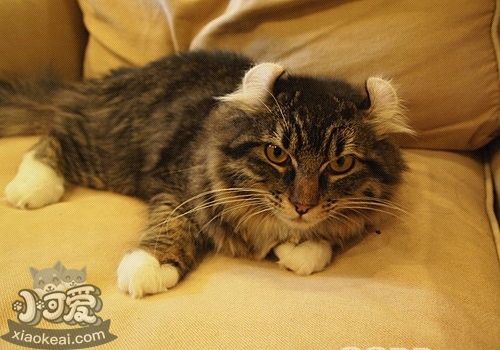 如何調(diào)教美國卷耳貓 美國卷耳貓調(diào)教手冊