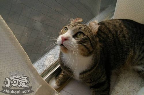 美國卷耳貓記仇怎么辦 美國卷耳貓記仇解決辦法