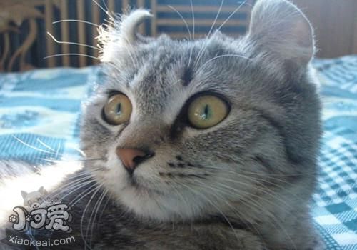 怎么訓(xùn)練美國卷耳貓上廁所 美國卷耳貓上廁所訓(xùn)練