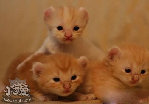 美國卷耳貓不聽話怎么辦 美國卷耳貓不聽話訓(xùn)練方法