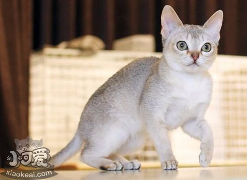 怎么訓(xùn)練新加坡貓睡在固定地點(diǎn)