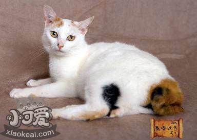日本短尾貓調(diào)皮怎么辦 日本短尾貓乖巧訓(xùn)練方法